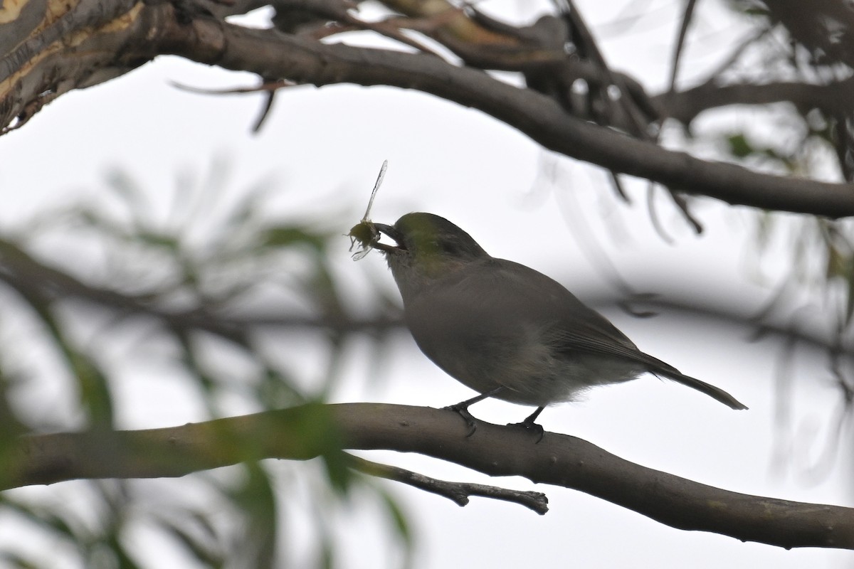 Golden Whistler - ML615210664