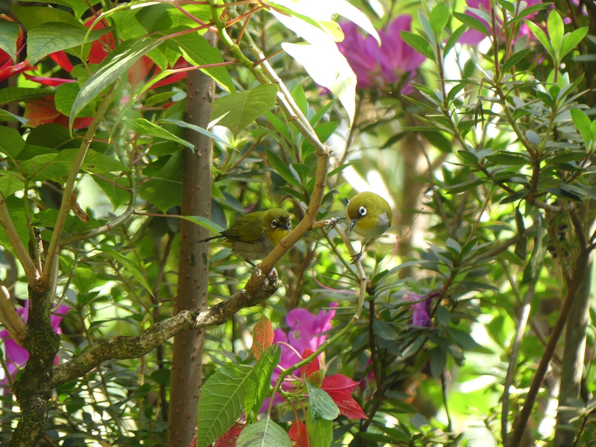 Indian White-eye - ML615210672