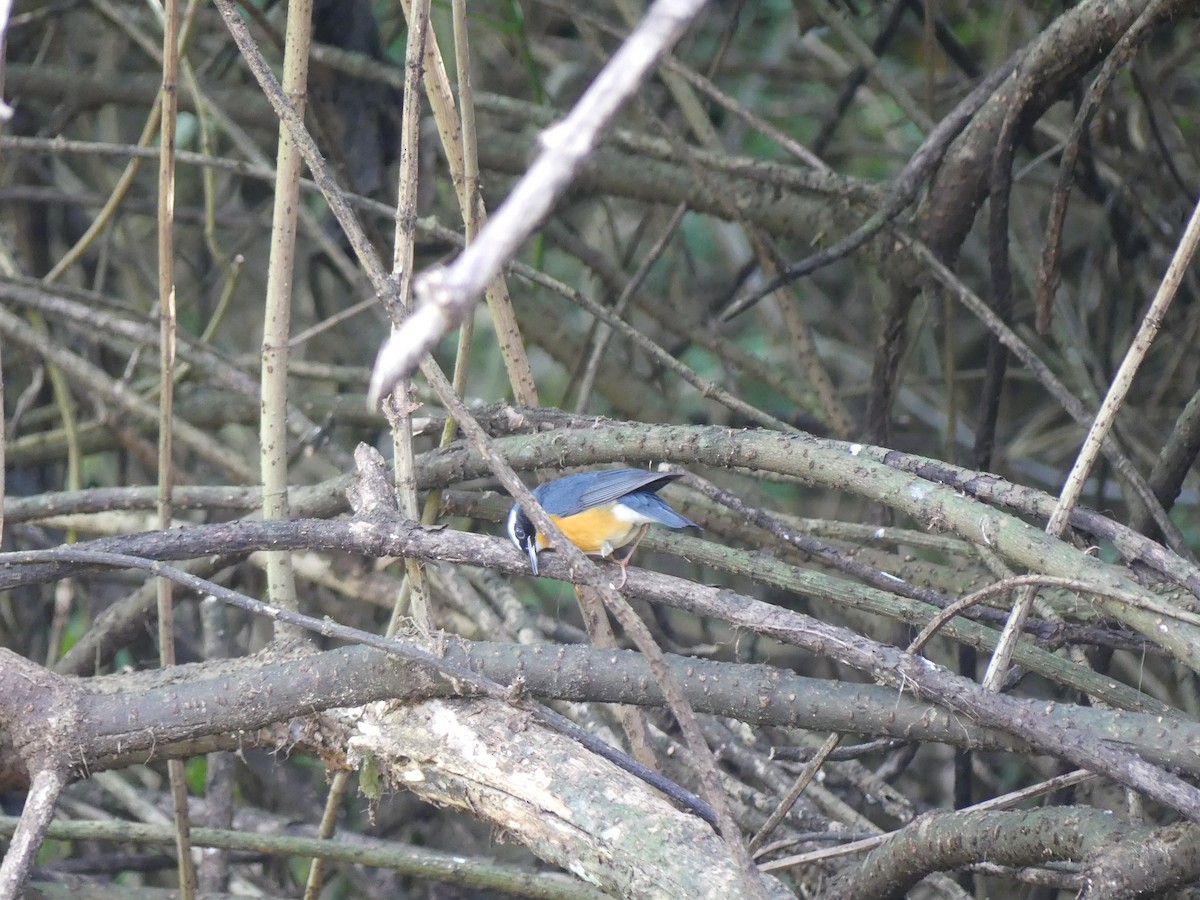 Indian Blue Robin - ML615210692