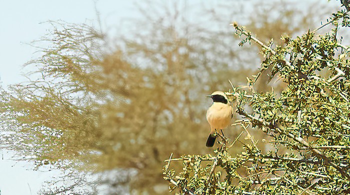 Desert Wheatear - Eric Francois Roualet