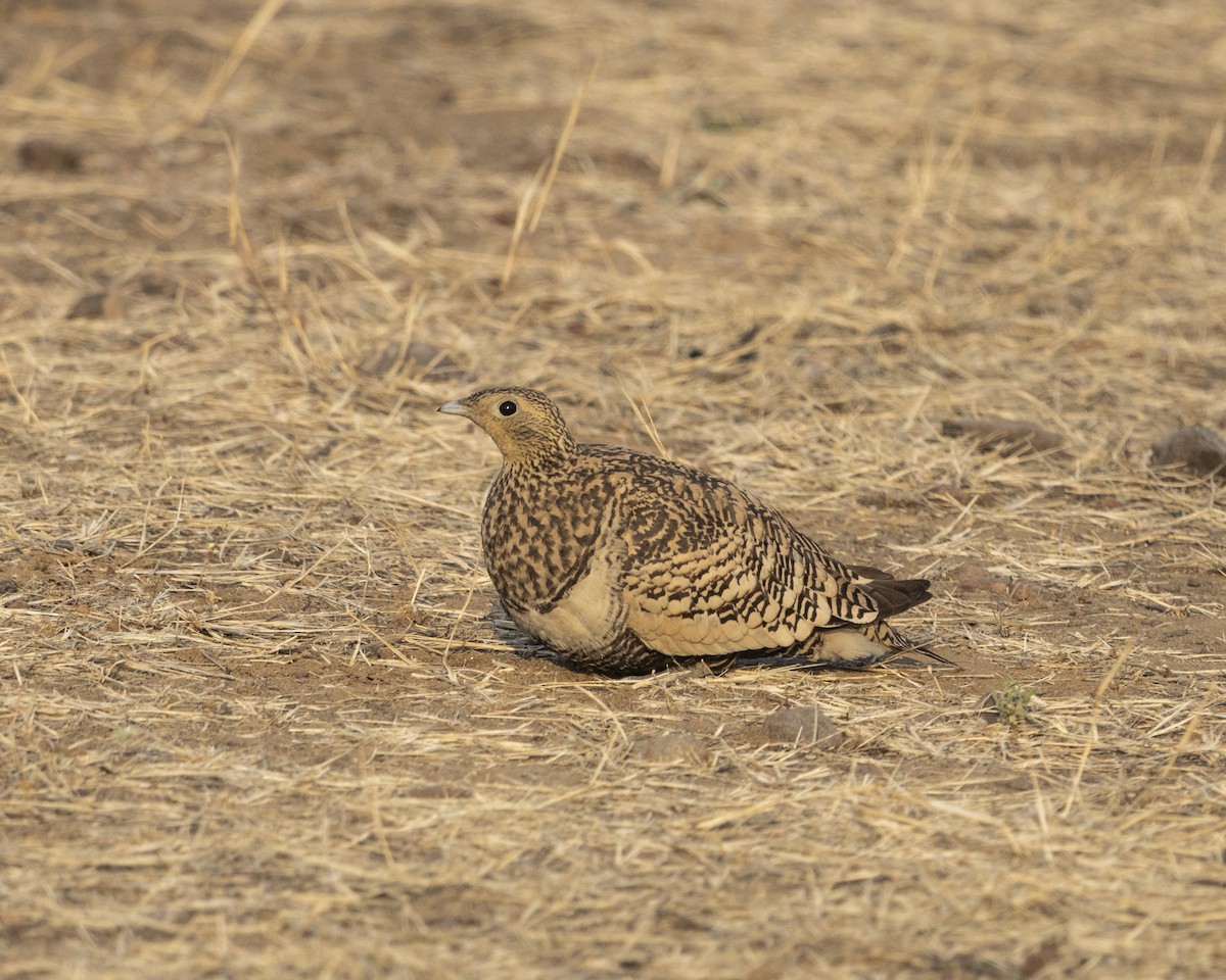 Chestnut-bellied Sandgrouse - ML615210883