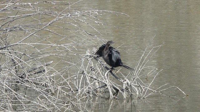 Cormorán de Java - ML615210891