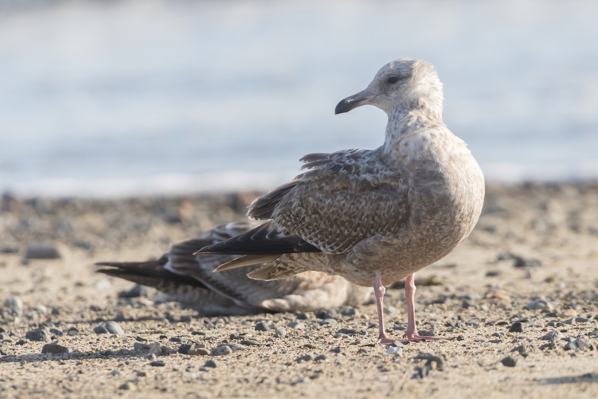 Herring Gull - ML615210940