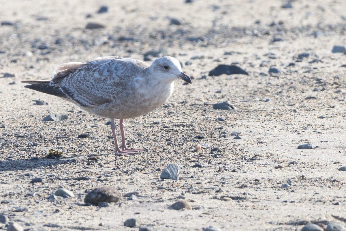 Herring Gull - ML615210941