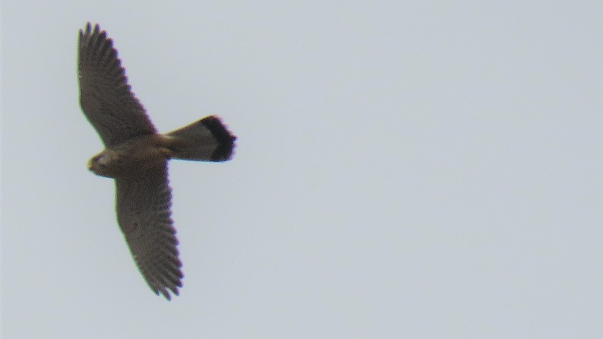 Eurasian Kestrel - ML615210960