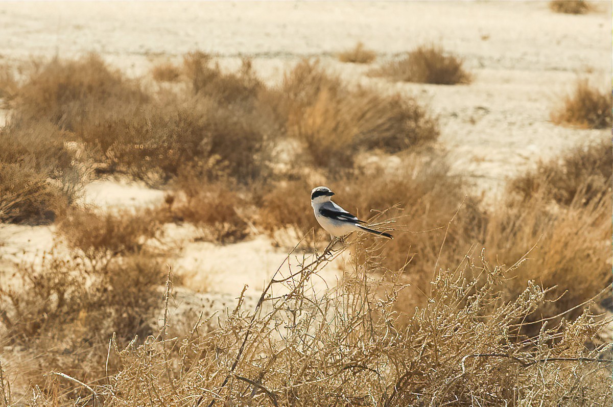 Great Gray Shrike (Sahara) - Eric Francois Roualet