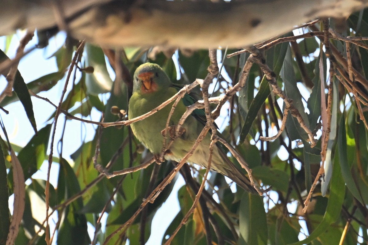 Swift Parrot - Ting-Wei (廷維) HUNG (洪)