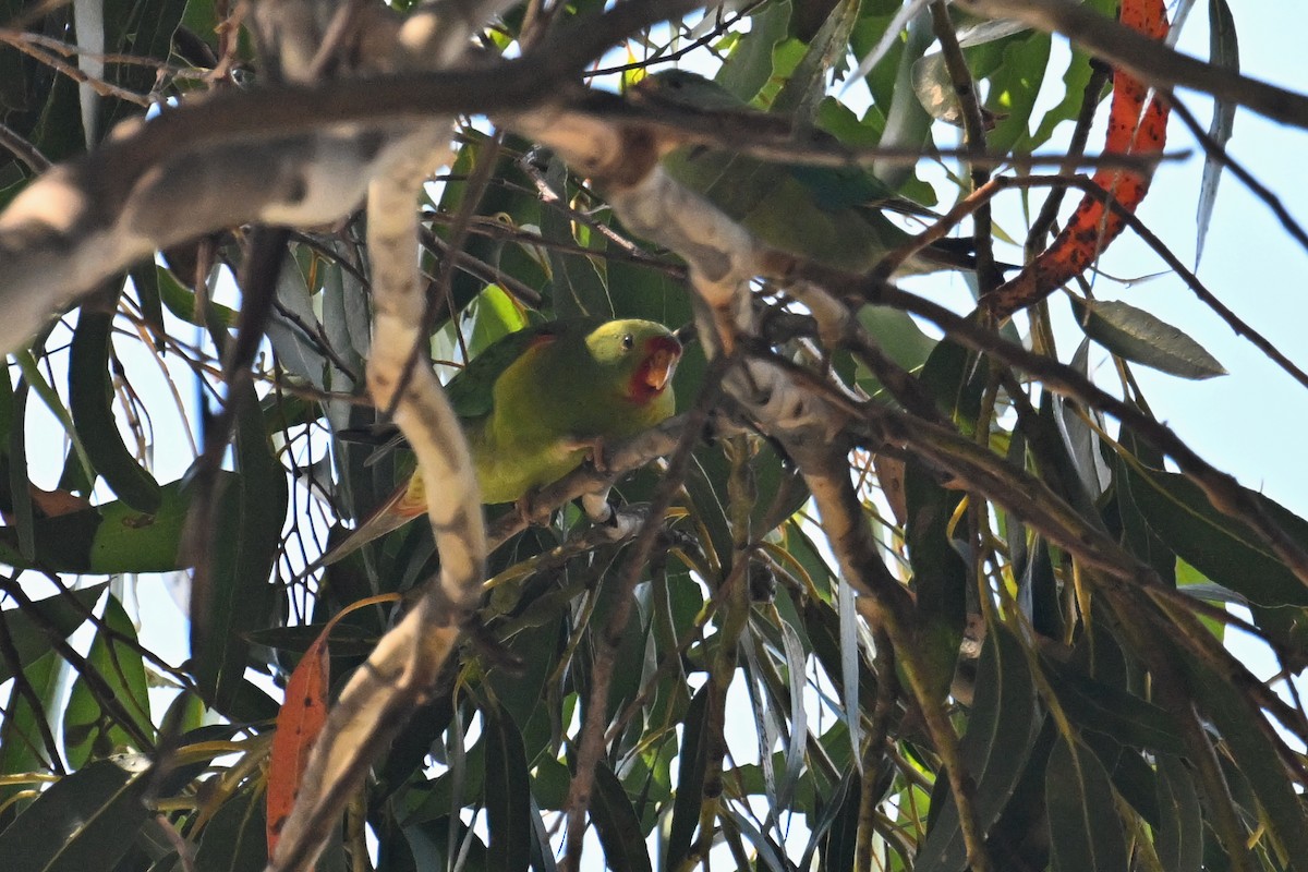 Swift Parrot - Ting-Wei (廷維) HUNG (洪)