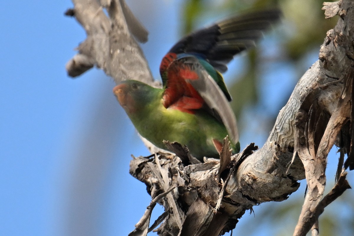 Swift Parrot - Ting-Wei (廷維) HUNG (洪)