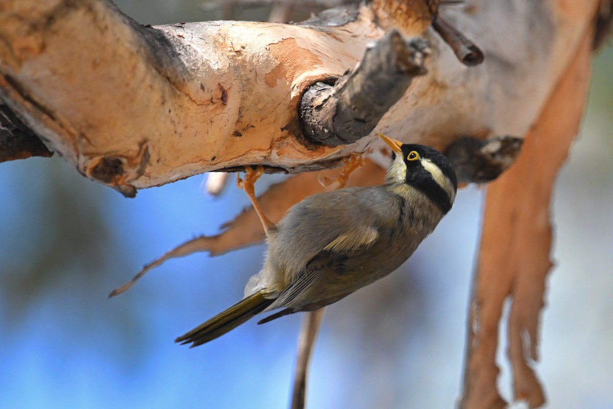 Strong-billed Honeyeater - ML615210985