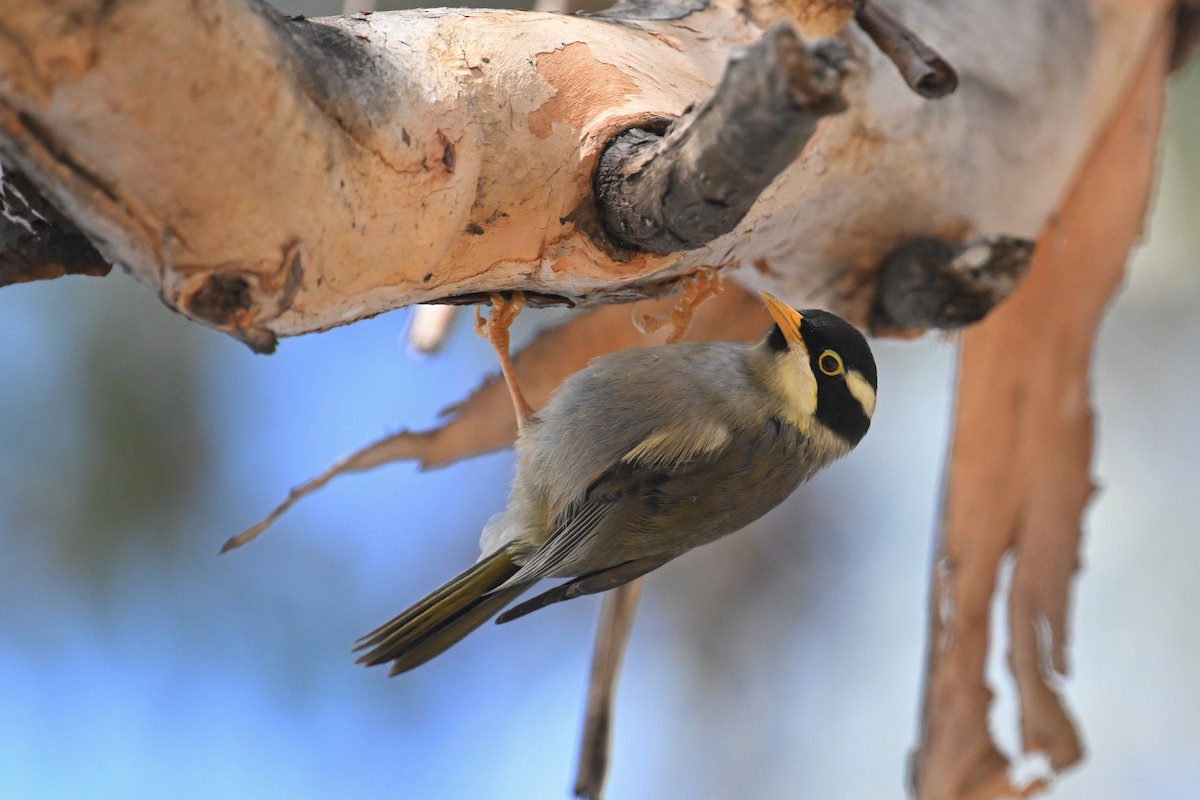 Strong-billed Honeyeater - ML615210986