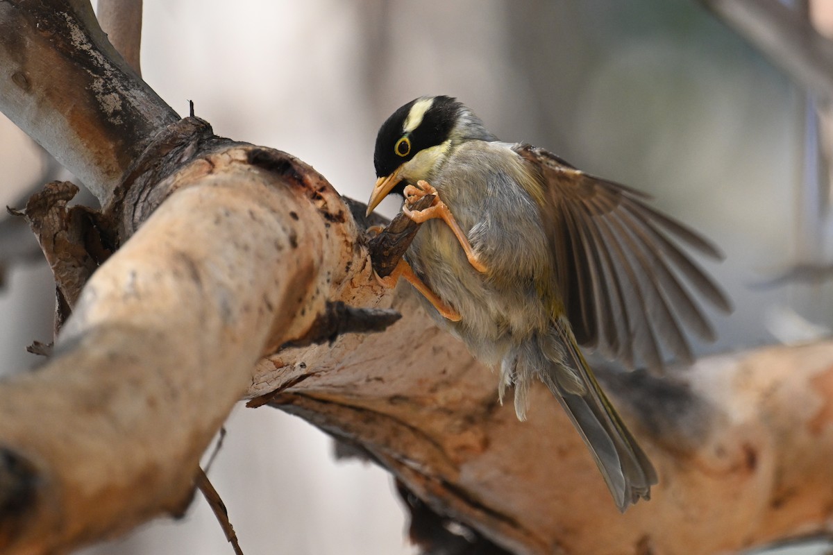 Strong-billed Honeyeater - Ting-Wei (廷維) HUNG (洪)