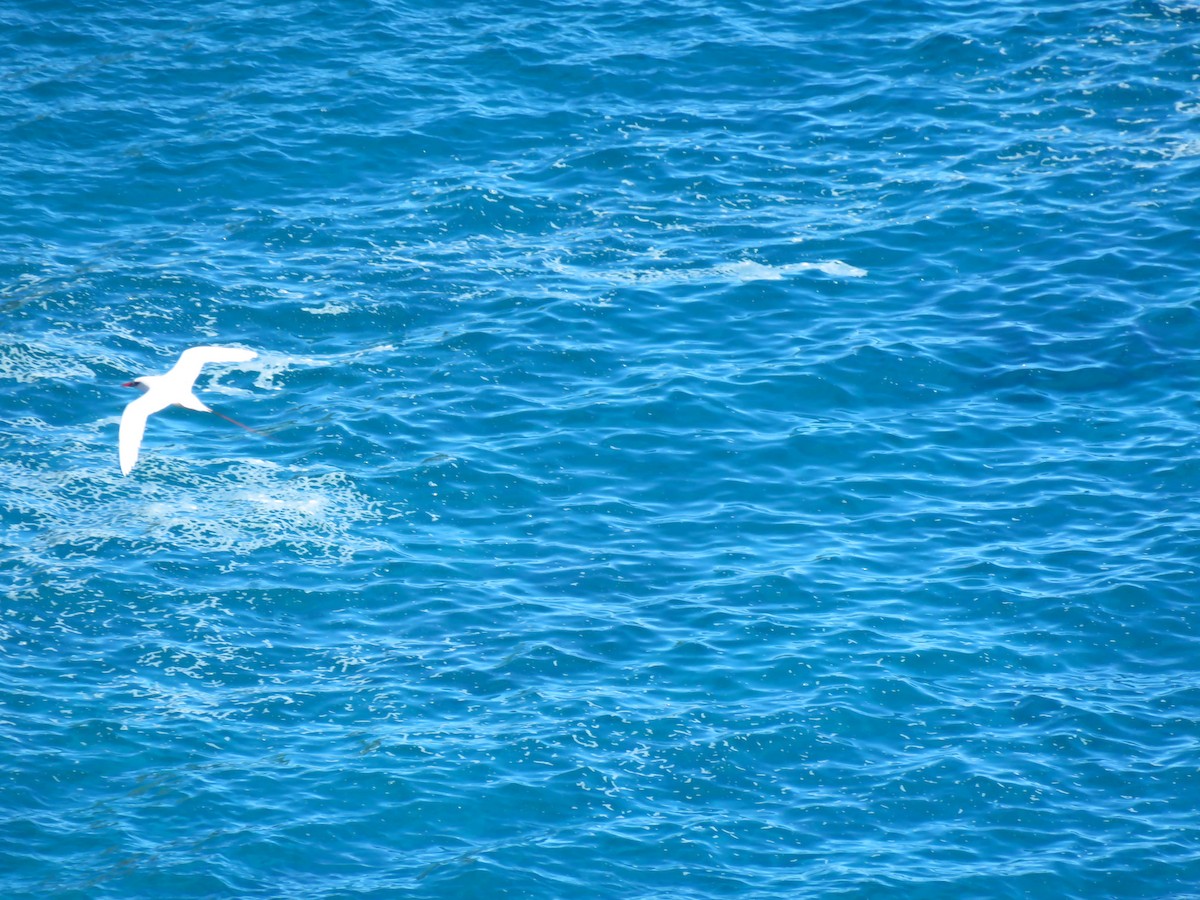 Red-tailed Tropicbird - Cheryl Schneider