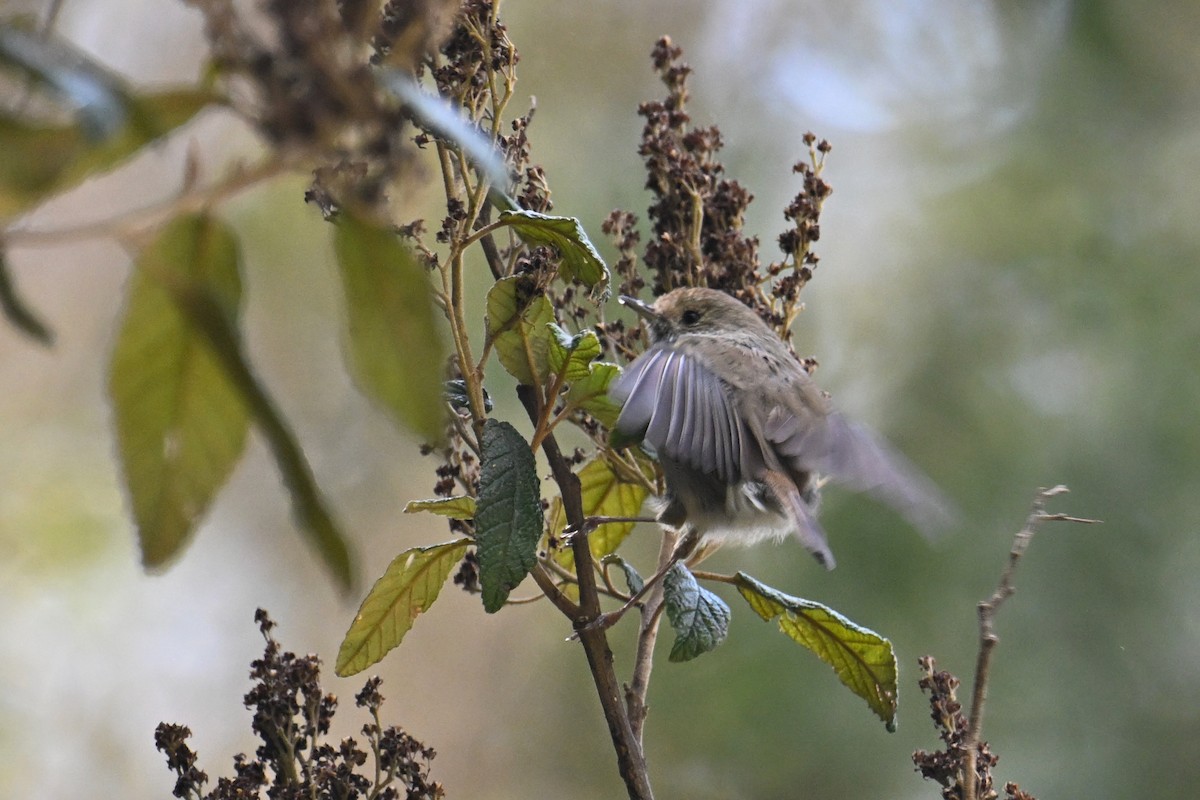 Tasmanian/Brown Thornbill - ML615211025