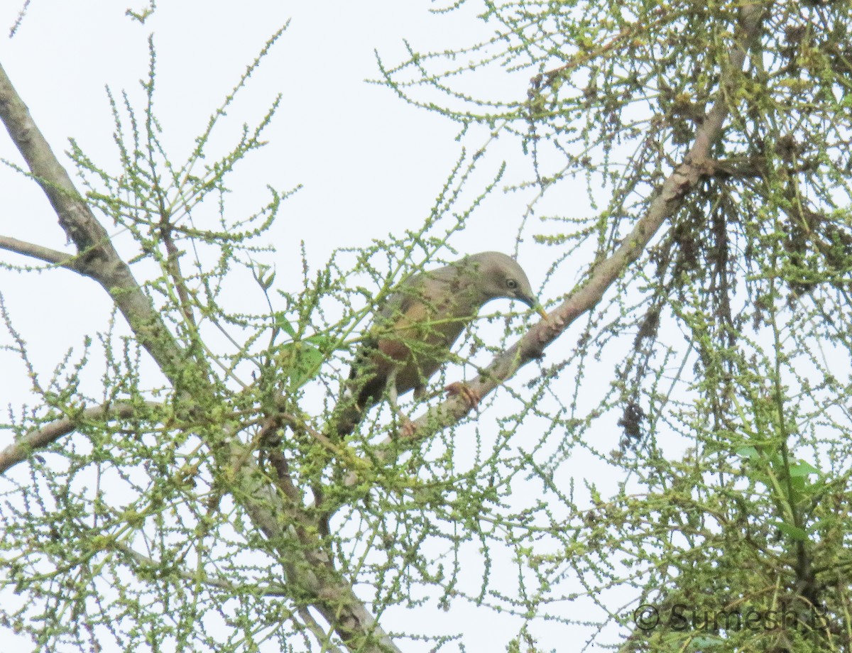 Chestnut-tailed Starling - ML615211047