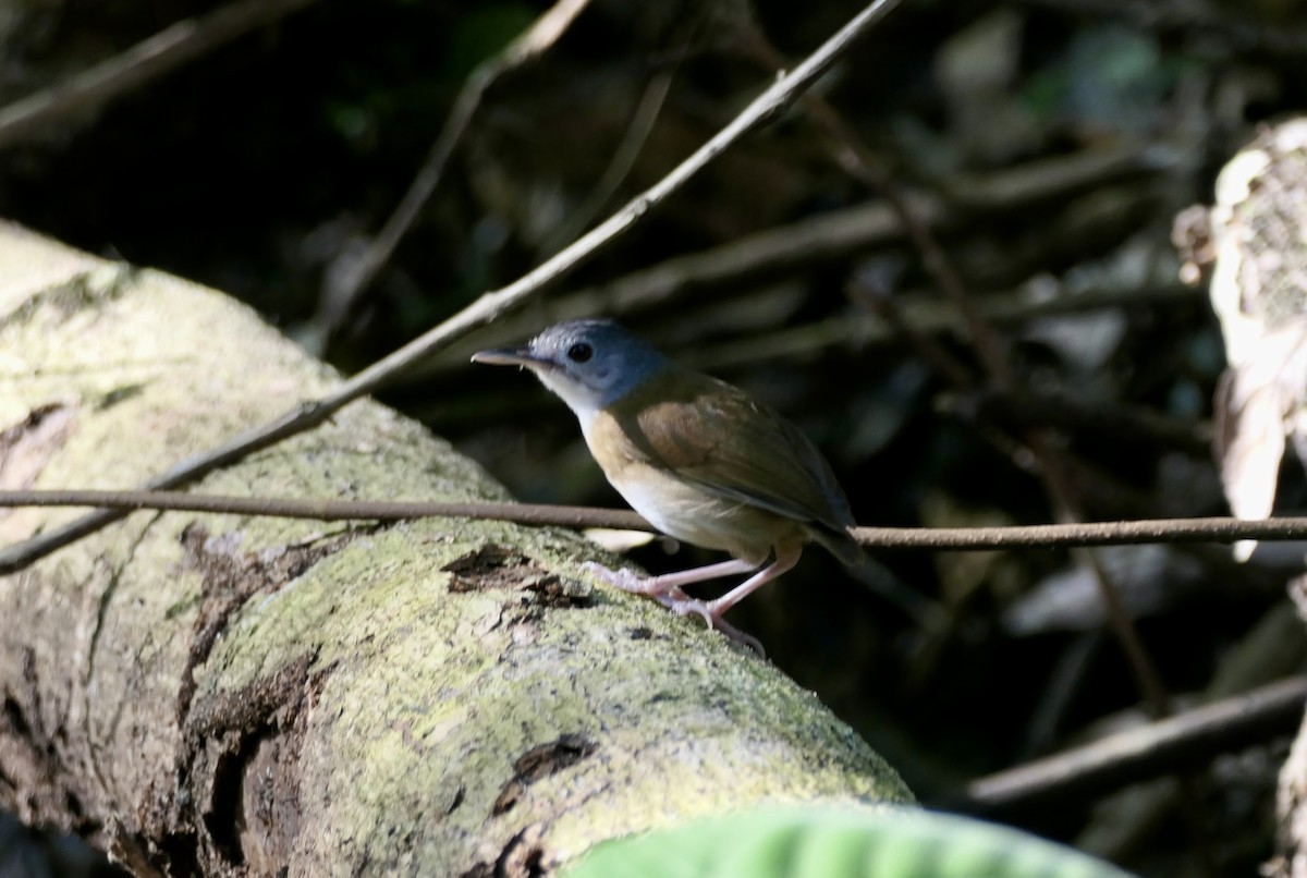 Ashy-headed Babbler - ML615211053