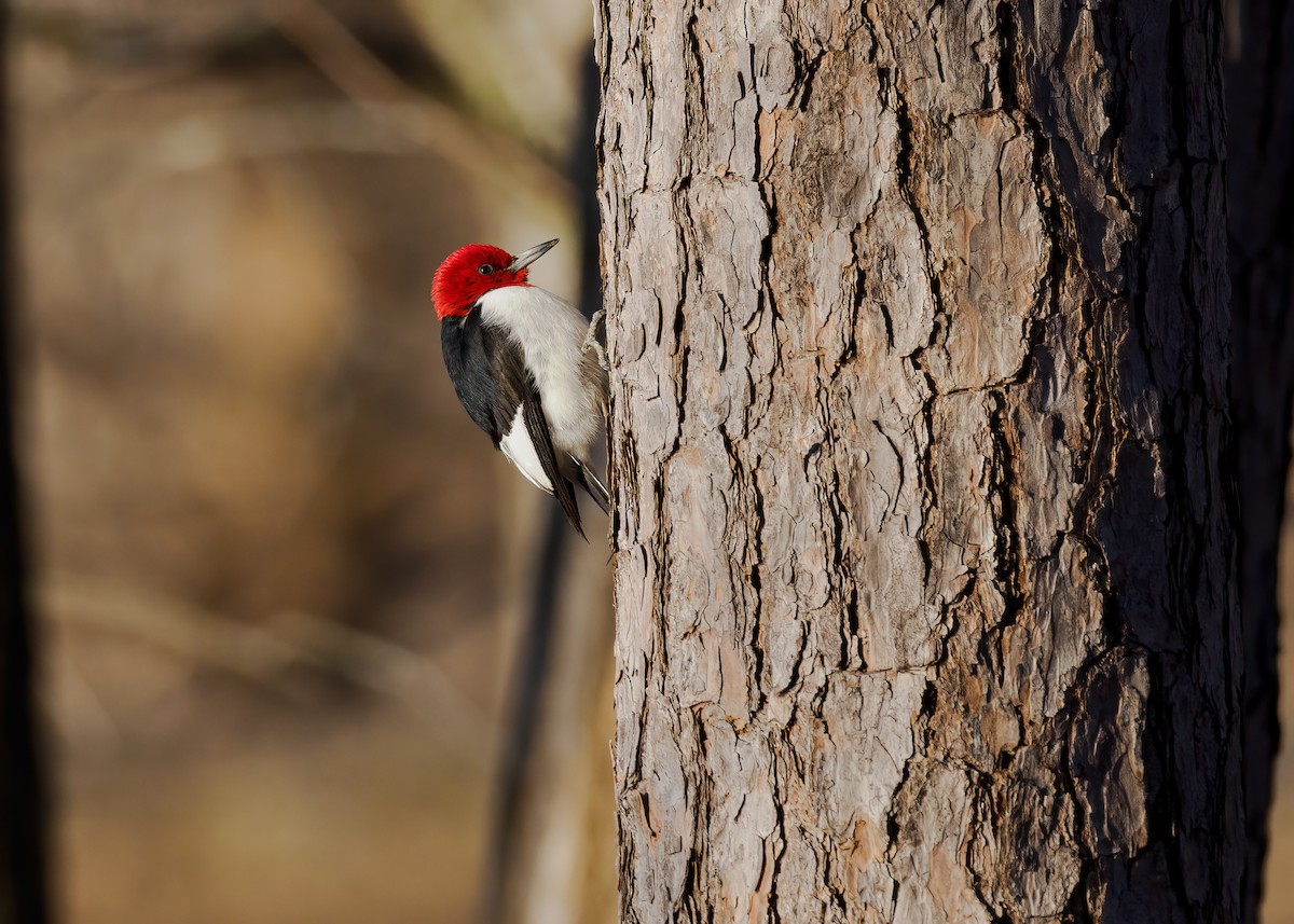Red-headed Woodpecker - ML615211067