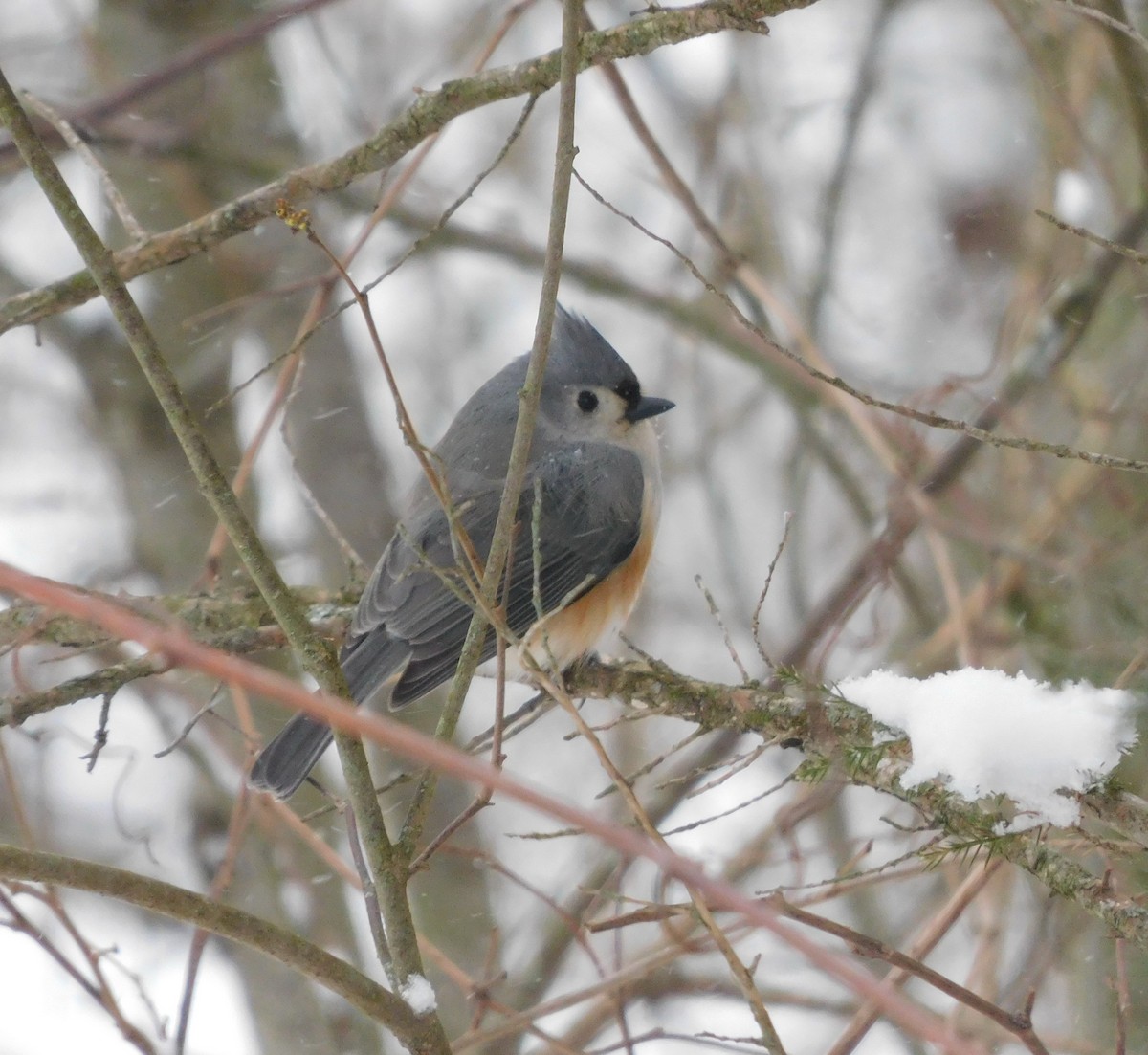 Tufted Titmouse - ML615211090