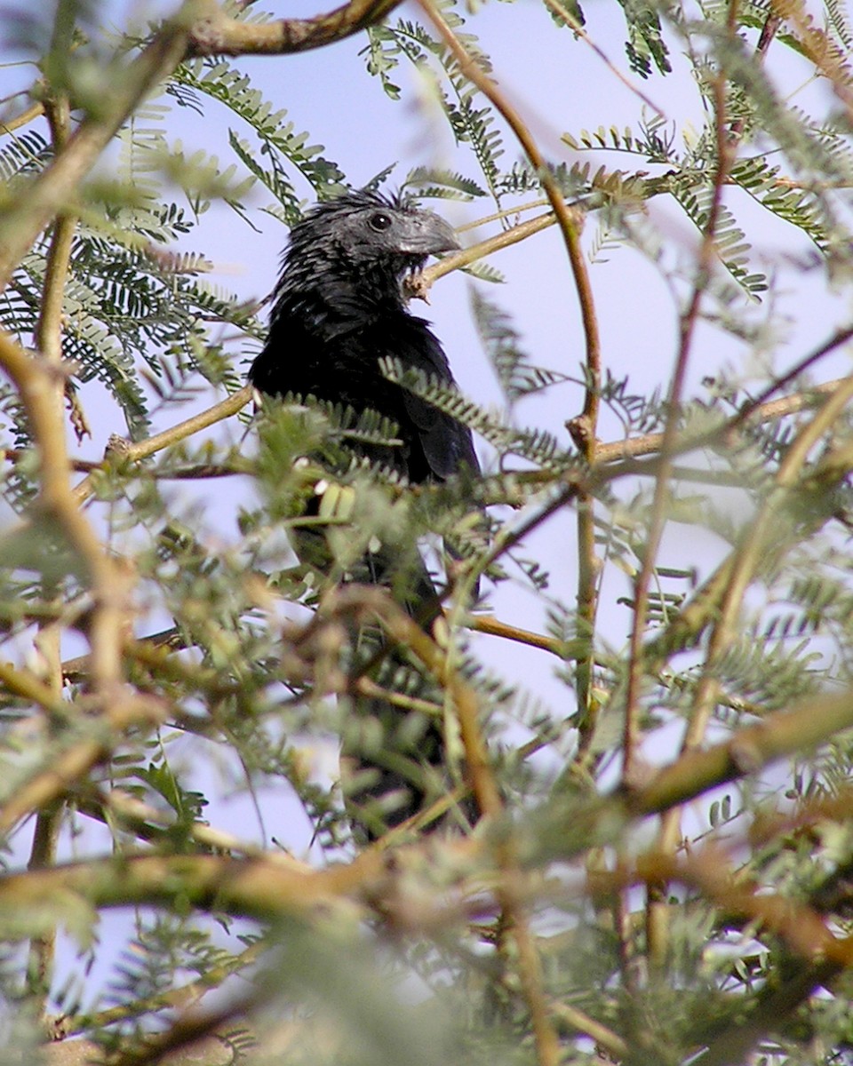 Groove-billed Ani - ML615211102