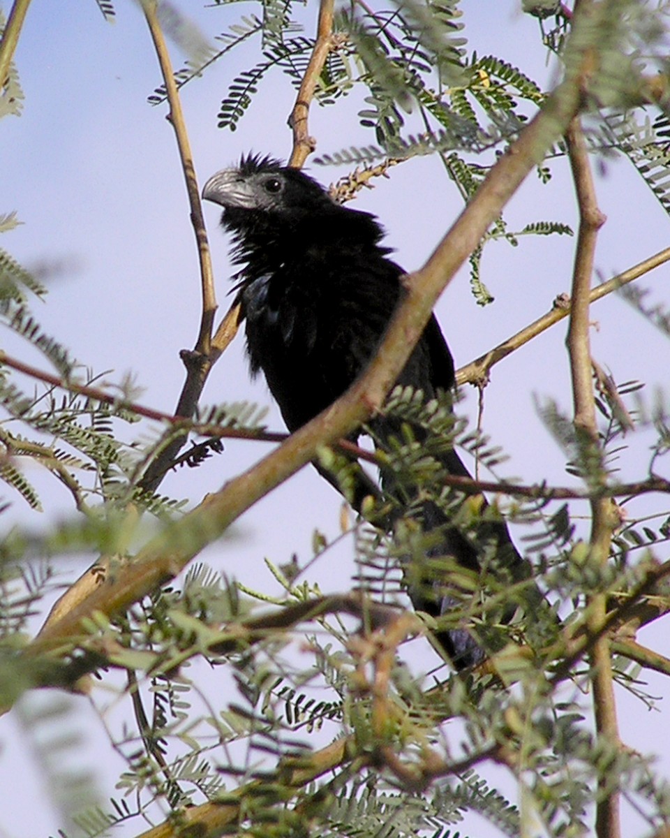 Groove-billed Ani - ML615211103