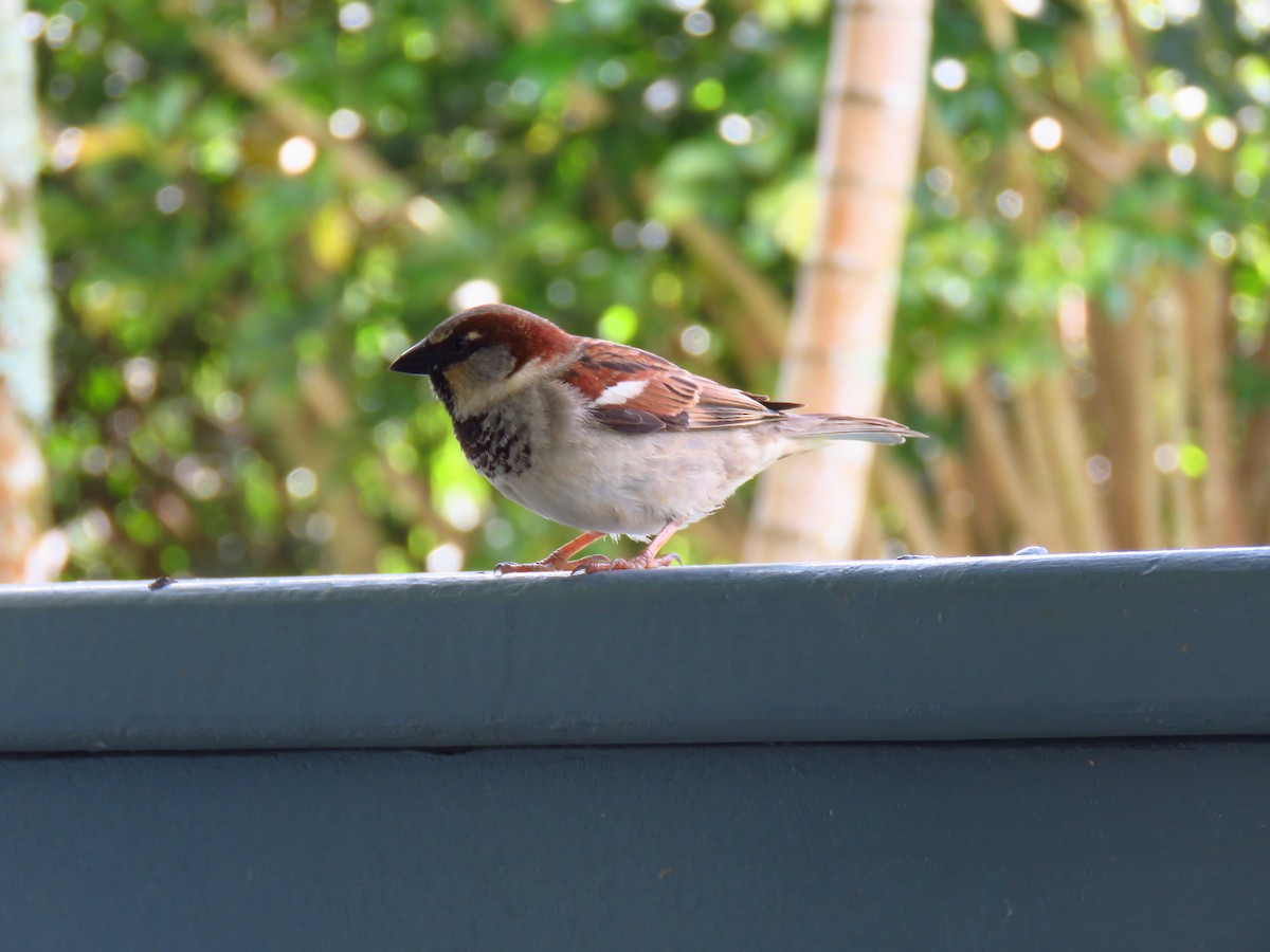 House Sparrow - Cheryl Schneider