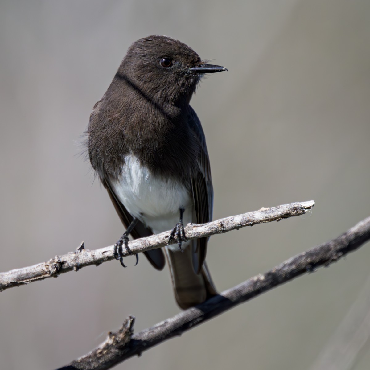 Black Phoebe - ML615211158