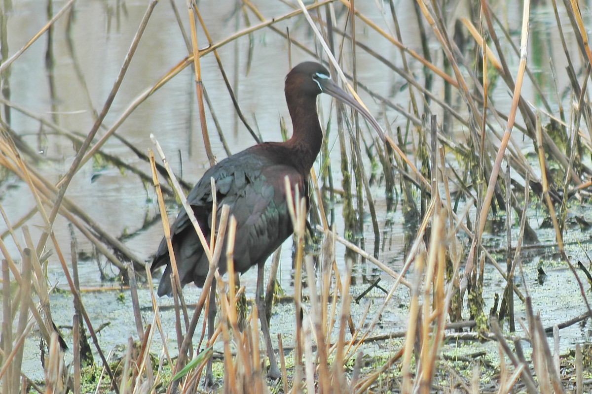 ibis hnědý - ML615211192