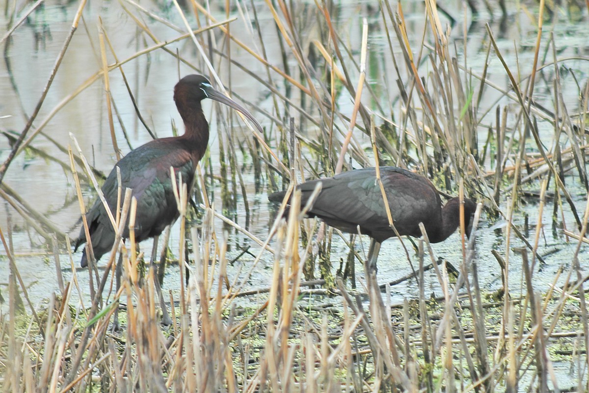 ibis hnědý - ML615211195