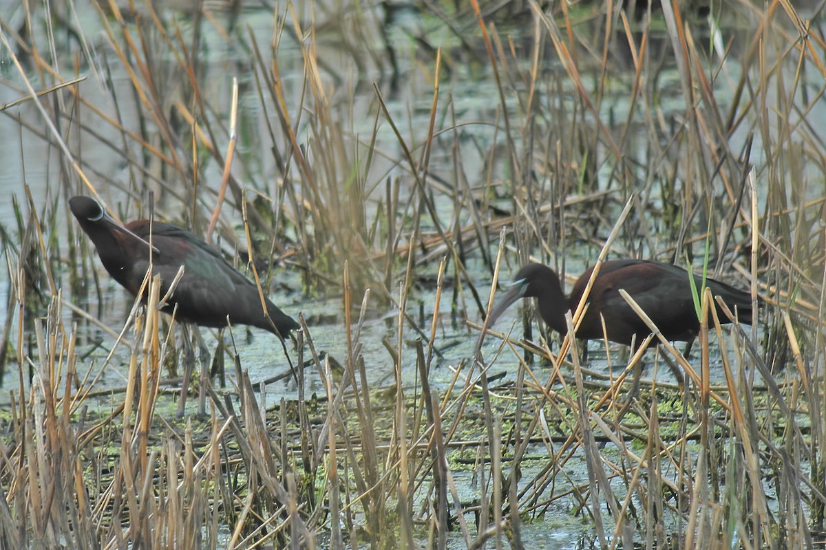 ibis hnědý - ML615211196