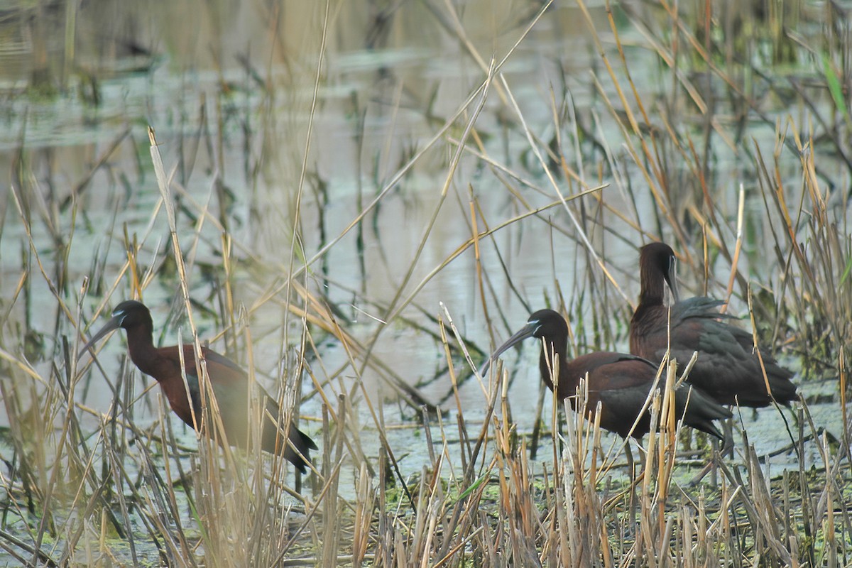 ibis hnědý - ML615211197