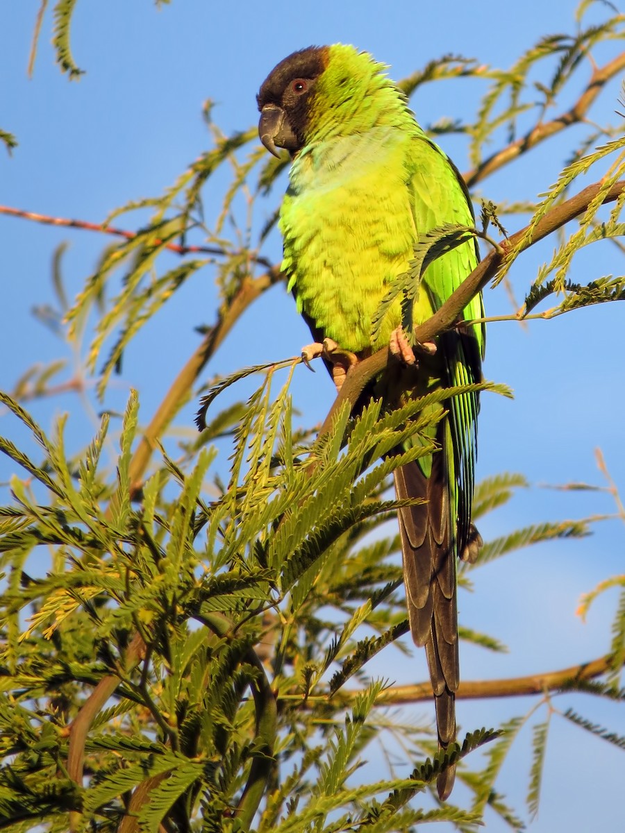 Conure nanday - ML615211228