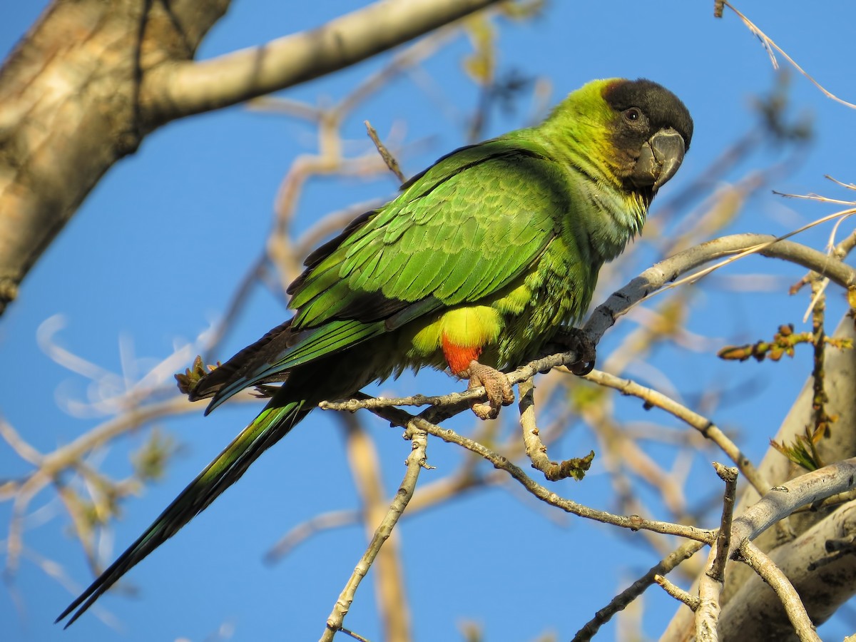 Conure nanday - ML615211229