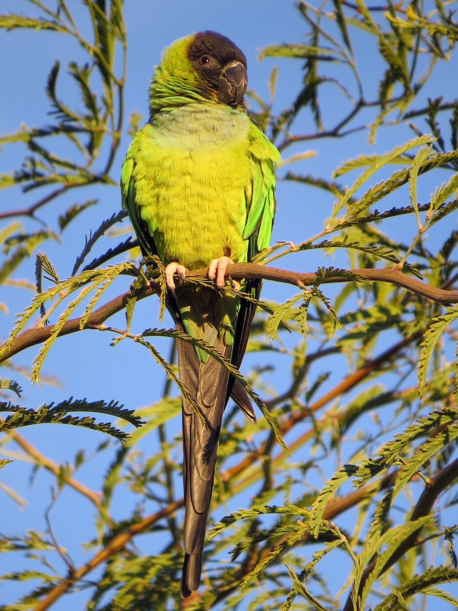 Conure nanday - ML615211230