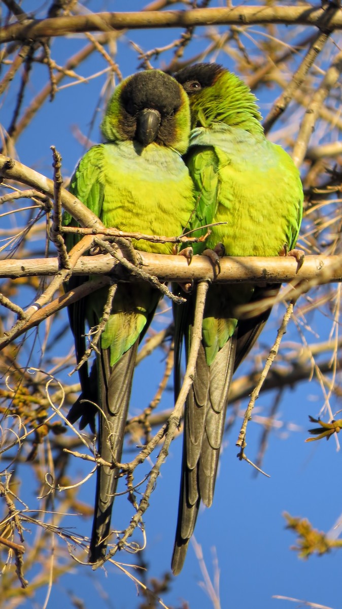 Conure nanday - ML615211231