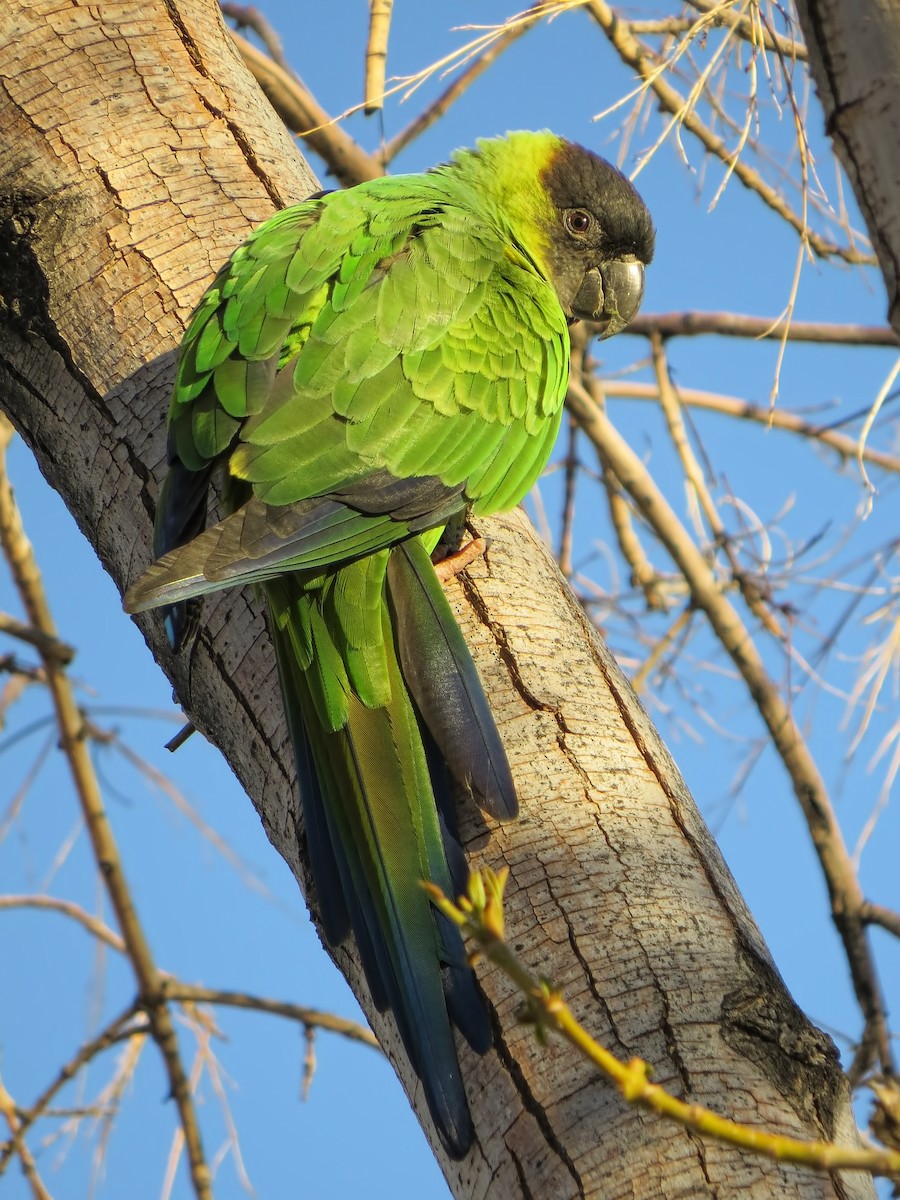 Conure nanday - ML615211232