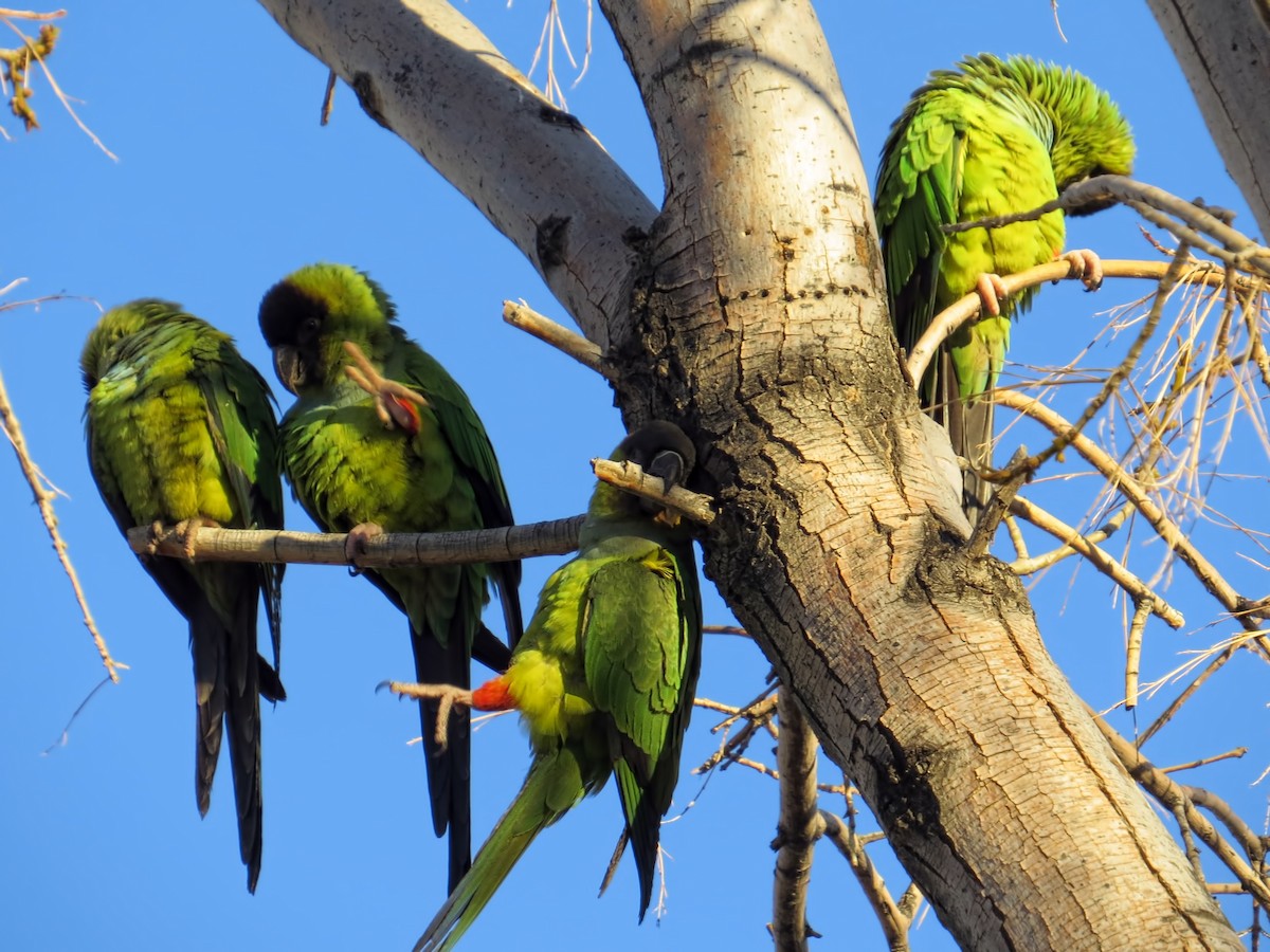 Conure nanday - ML615211243