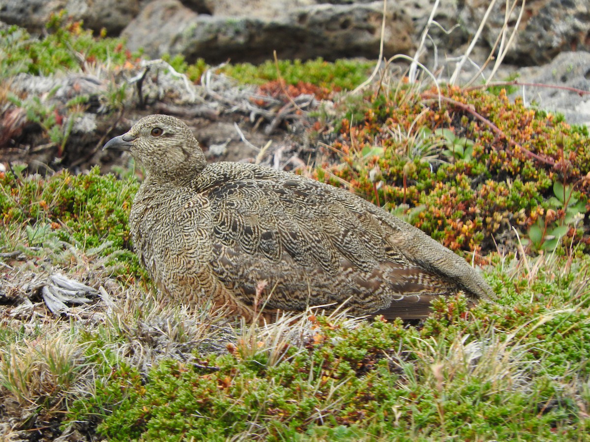 Rufous-bellied Seedsnipe - Jazmín Morel