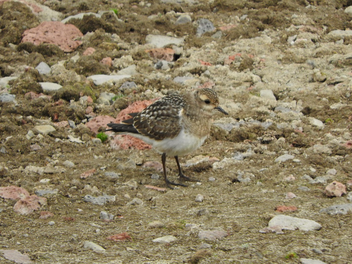 Rufous-chested Dotterel - Jazmín Morel