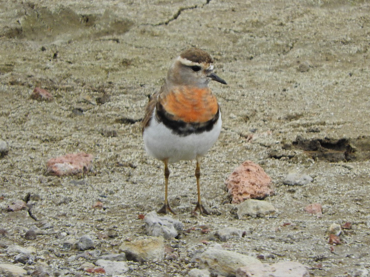 Rufous-chested Dotterel - Jazmín Morel