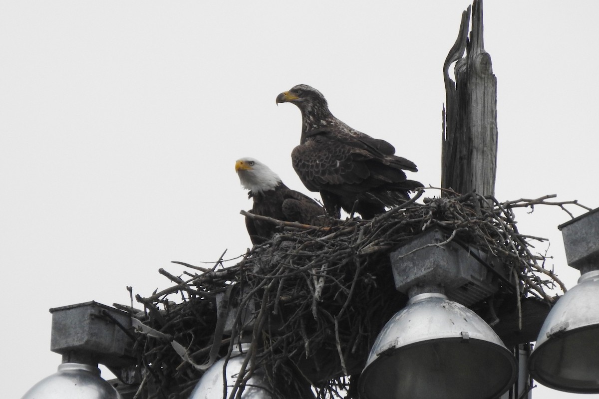 Bald Eagle - ML615211261