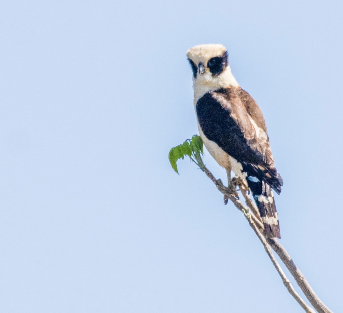 Laughing Falcon - ML615211273