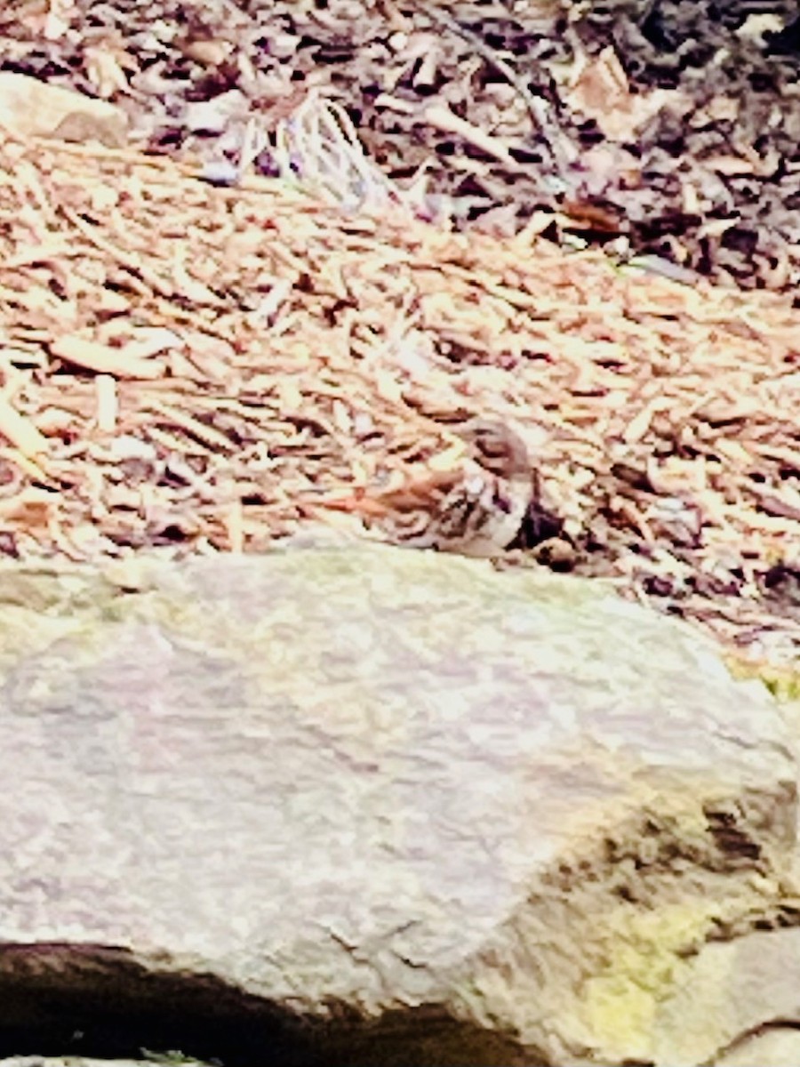 Fox Sparrow - ML615211286