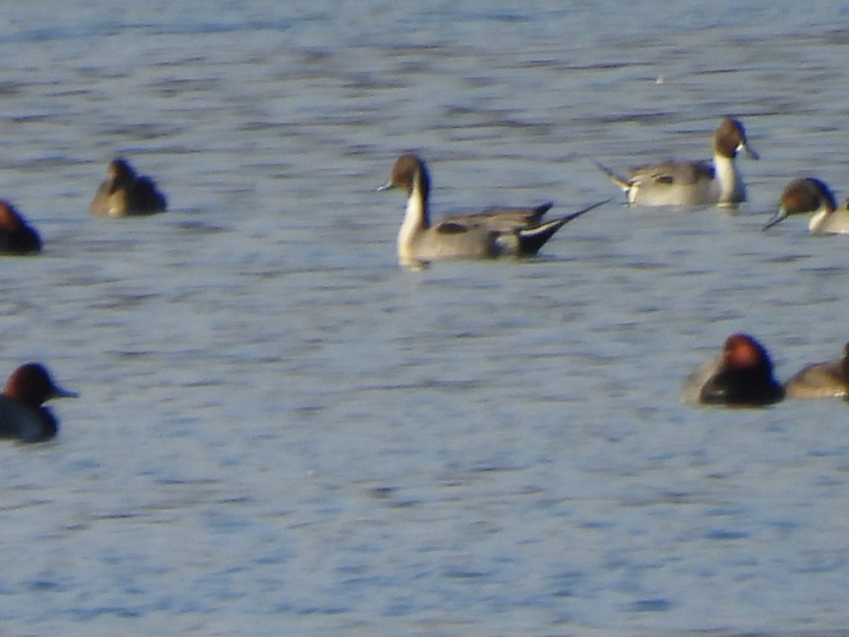 Northern Pintail - ML615211308