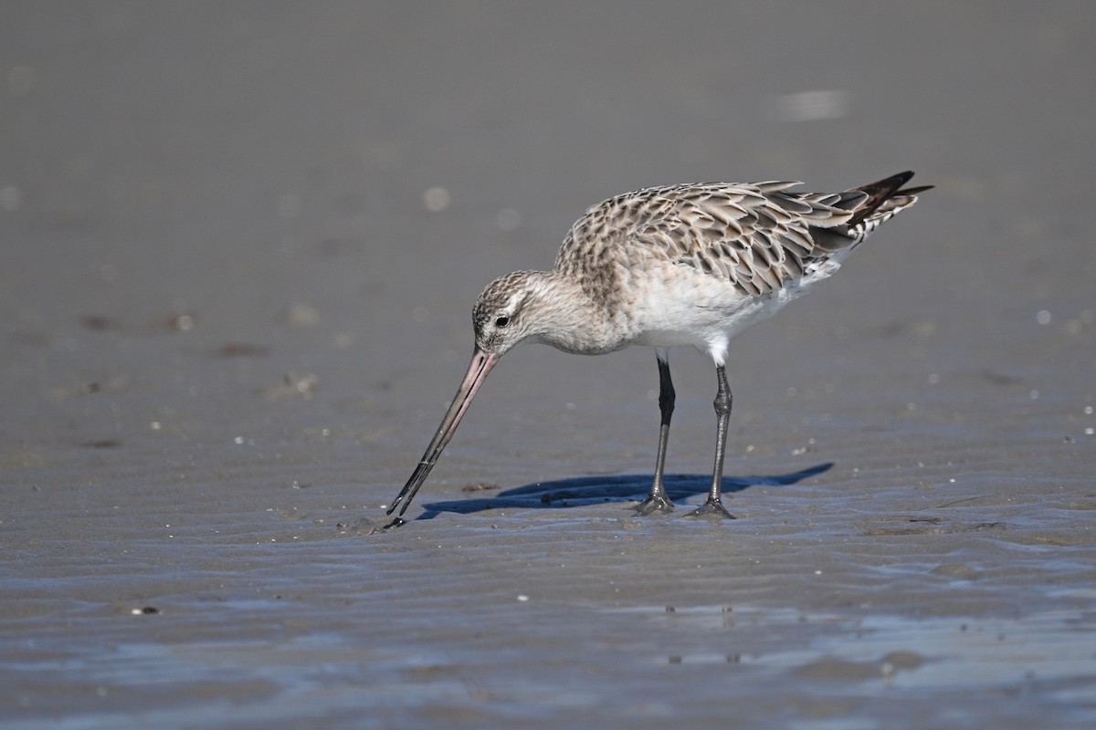 Bar-tailed Godwit - ML615211321