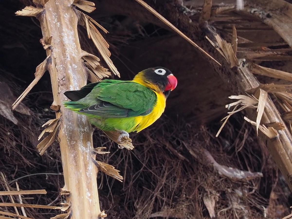 Yellow-collared Lovebird - ML615211333