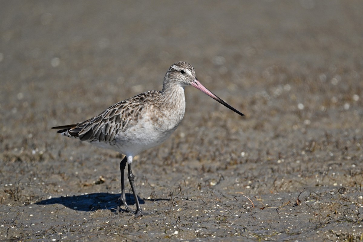 Bar-tailed Godwit - ML615211337