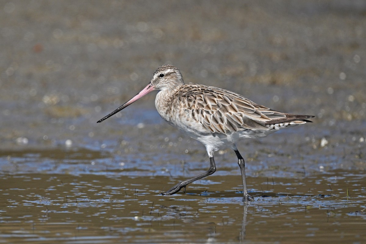 Bar-tailed Godwit - ML615211340