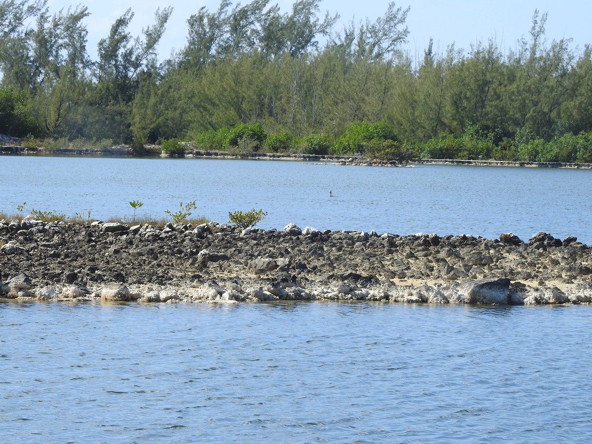 Double-crested Cormorant - ML615211357