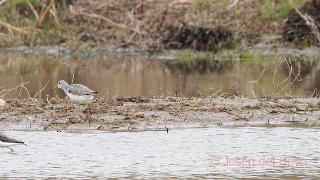 Common Greenshank - ML615211372