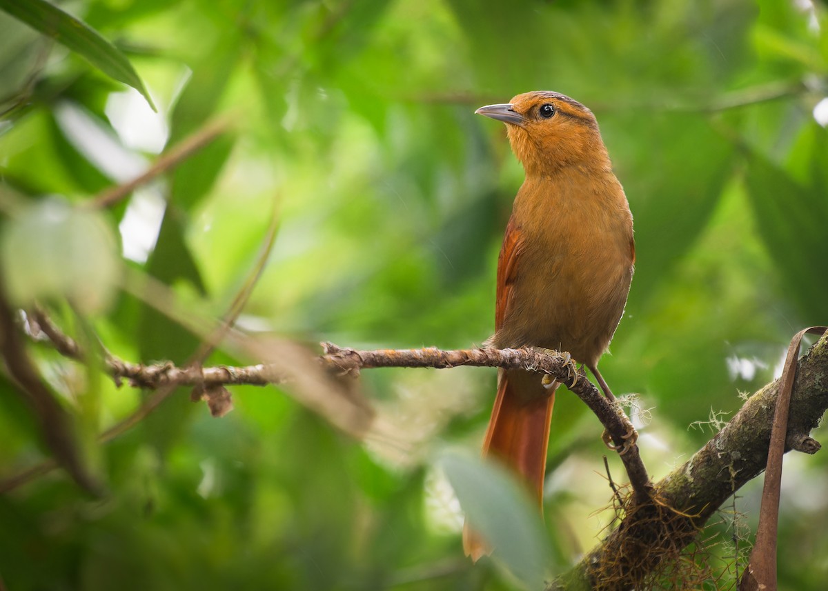 Buff-fronted Foliage-gleaner - Leonardo Valverde